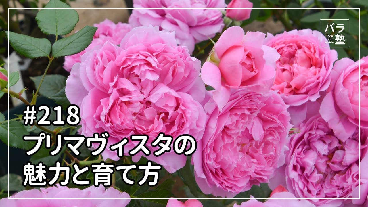 バラ苗【中苗】プリマヴィスタ 国産苗 6号鉢植え品［農林水産省 品種