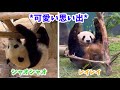 Cute memories 💚💛 ~Clumsy & Naughty Edition~] Xiao Xiao & Lei Lei