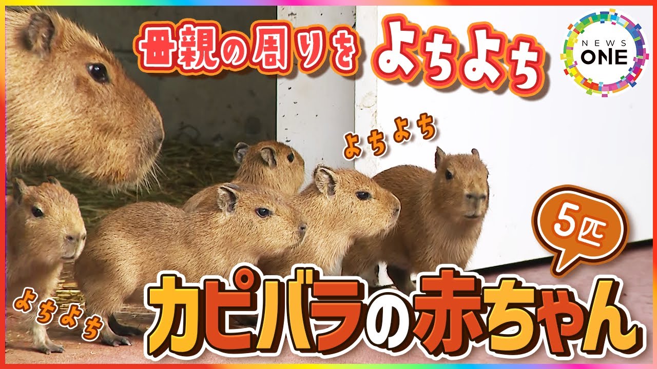 牧草を頬張り元気いっぱい‼️生後1週間のカピバラの赤ちゃん5匹 今しか