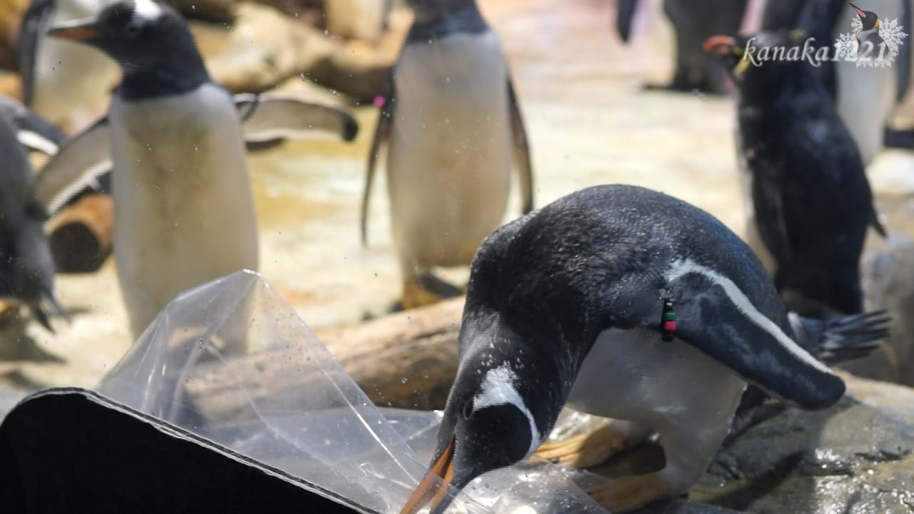 海響館 イタズラ番長ジェンツーペンギン！フィルムを剥がす！ - YouTube