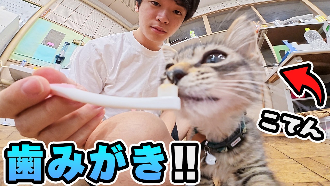 Tiny Kitten Tries a Human-Sized Cat Wheel… and It's Lovely! - YouTube