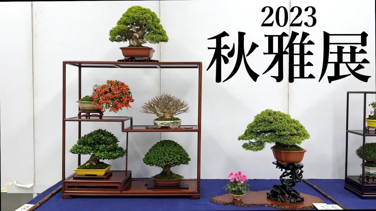 国風盆栽展 97・98・99回 3冊セット 国風盆栽展 97・98・99回 3冊