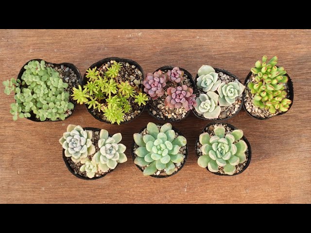 Online Shopping Announcement] Autumn Tsubu Tsubu Set on Sale - YouTube