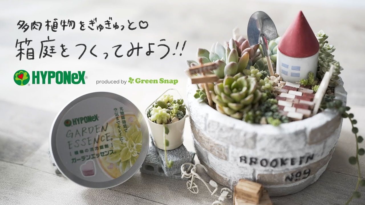 多肉植物 をぎゅぎゅっと♥箱庭を作ってみよう！！ - YouTube