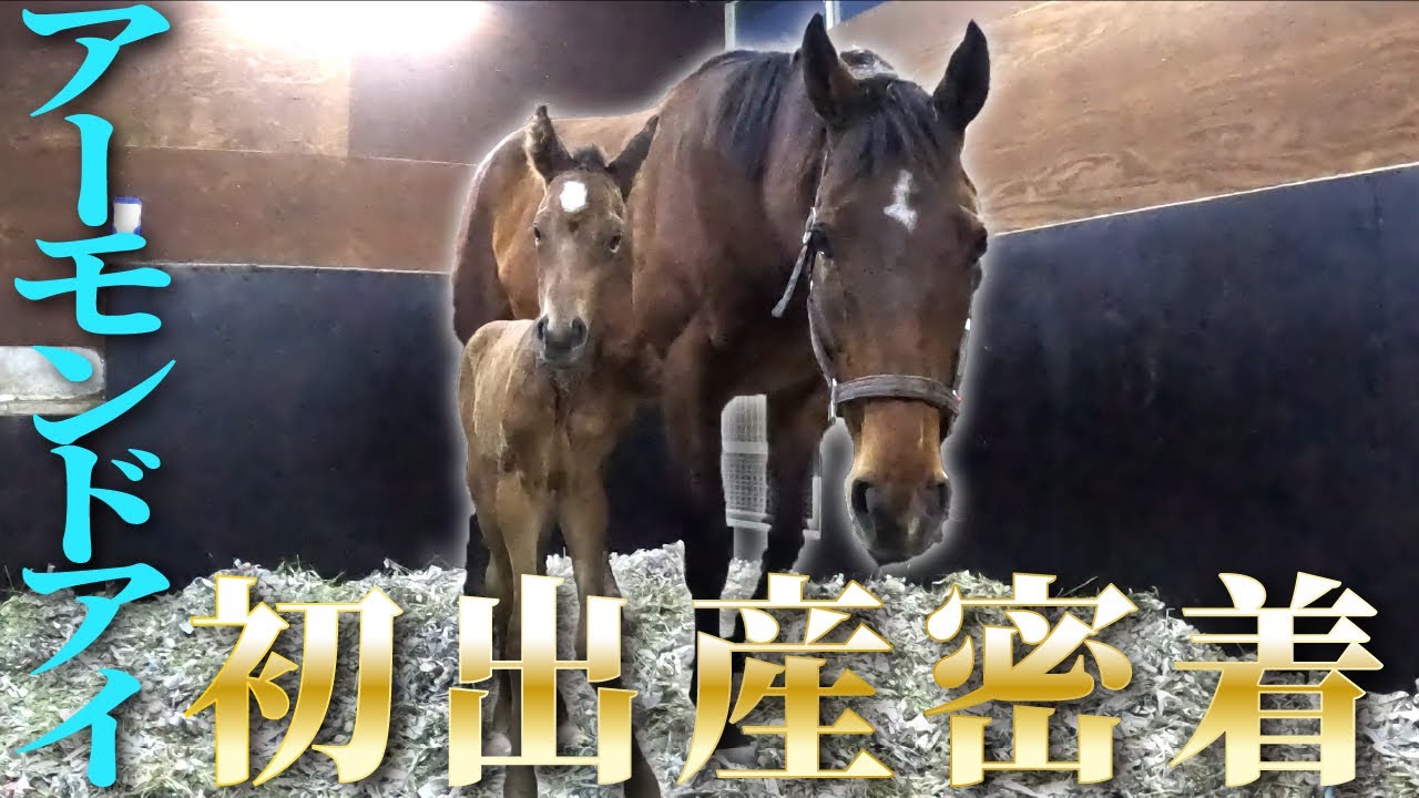 アーモンドアイ 帽子 引退馬 ウマ娘 キャップ 産駒アロンズロッド