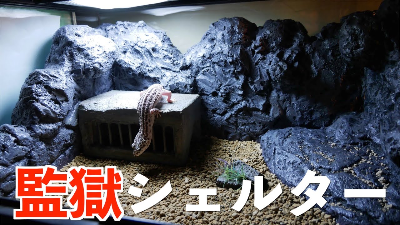 ヒョウモントカゲモドキ飼育#95【監獄シェルター】 - YouTube