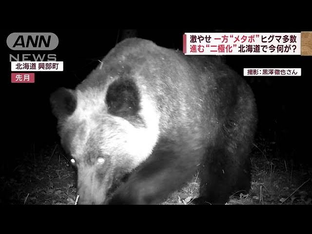 マッスルクマ※交渉前にプロフ一読 マッスルクマ※交渉前にプロフ一読