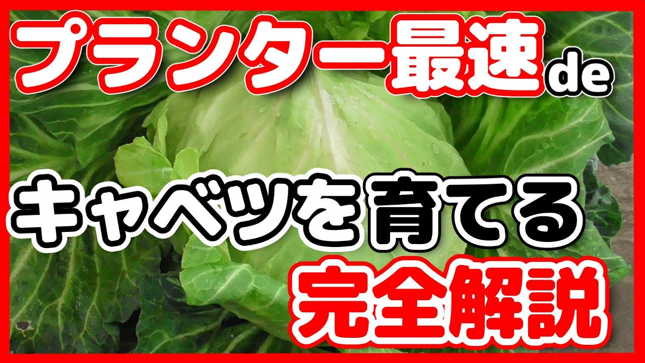 春からキャベツをプランターで育てて初夏に収穫する5ステップ完全解説