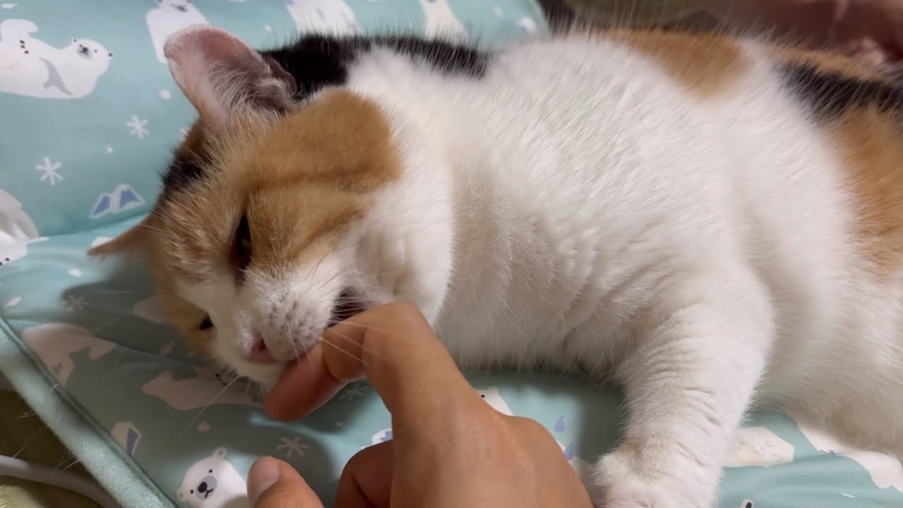 三毛猫】甘えながらじゃれるミケ（2024年9月24日） - YouTube