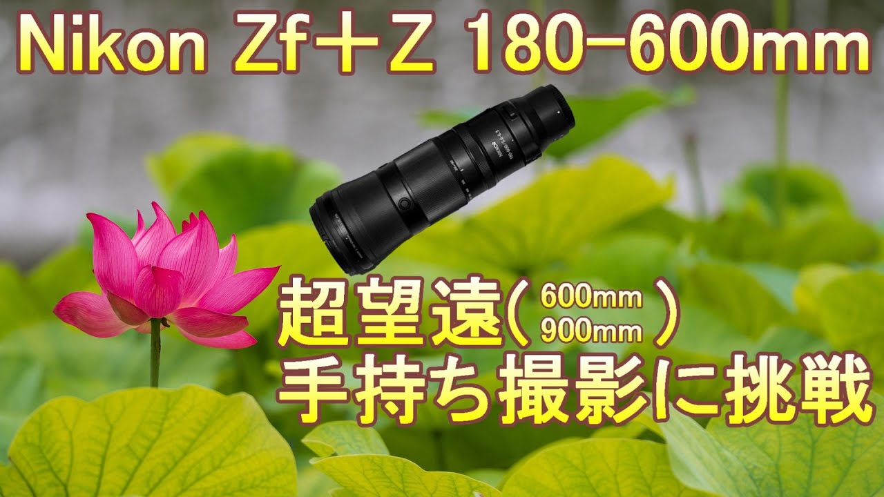 Nikon Zf + Z 180-600mm super telephoto handheld shooting challenge