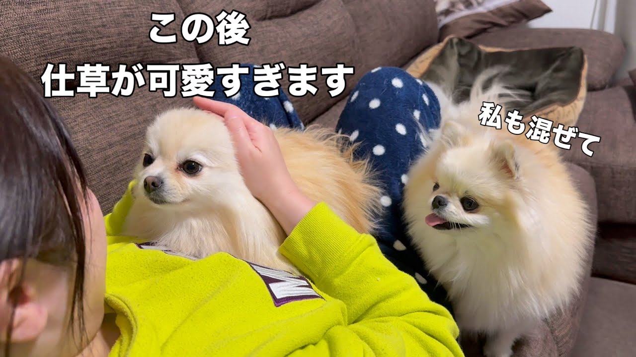 とんでもなく可愛い仕草を披露しちゃった3姉妹ポメラニアン - YouTube