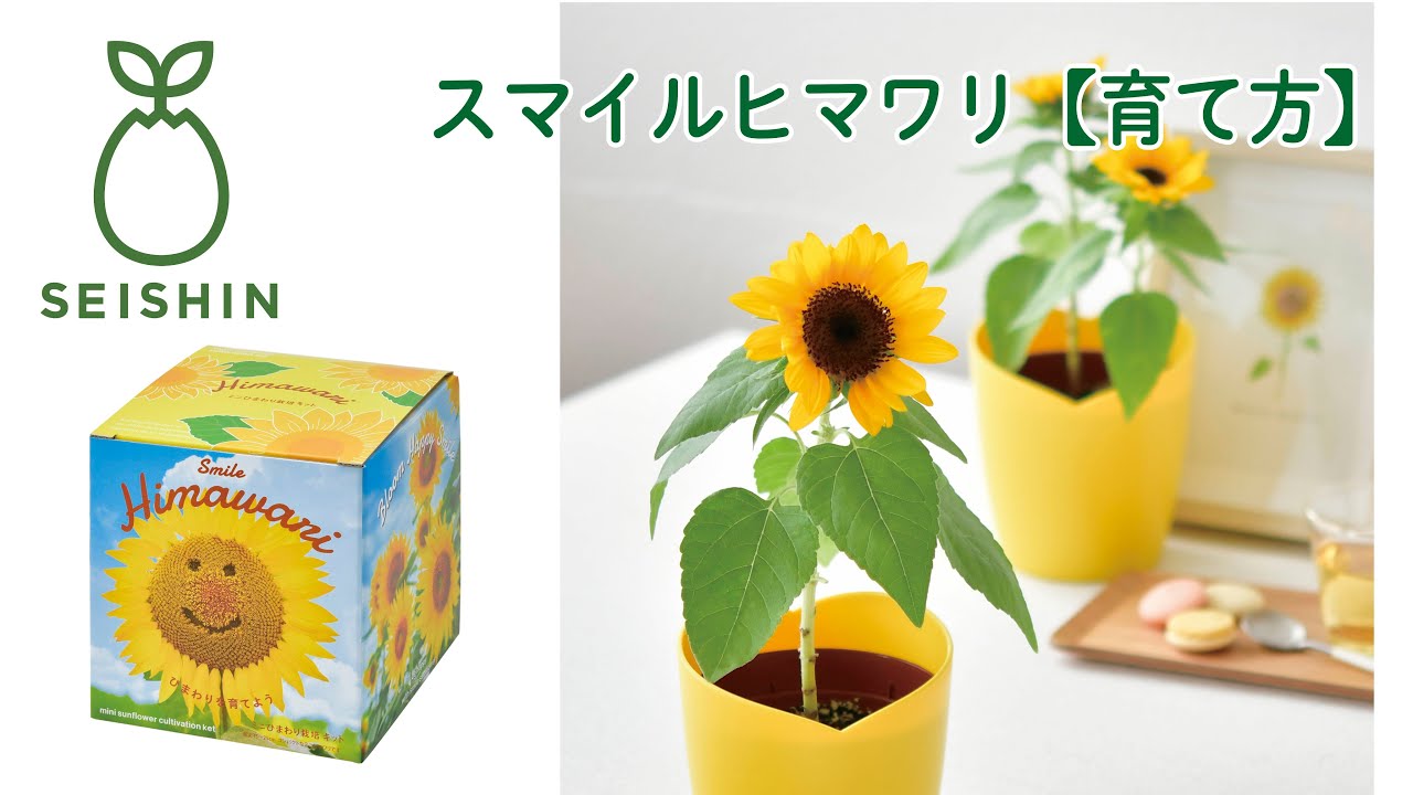 Smile Himawari ミニひまわり栽培キット｜初心者向けフラワー栽培キット