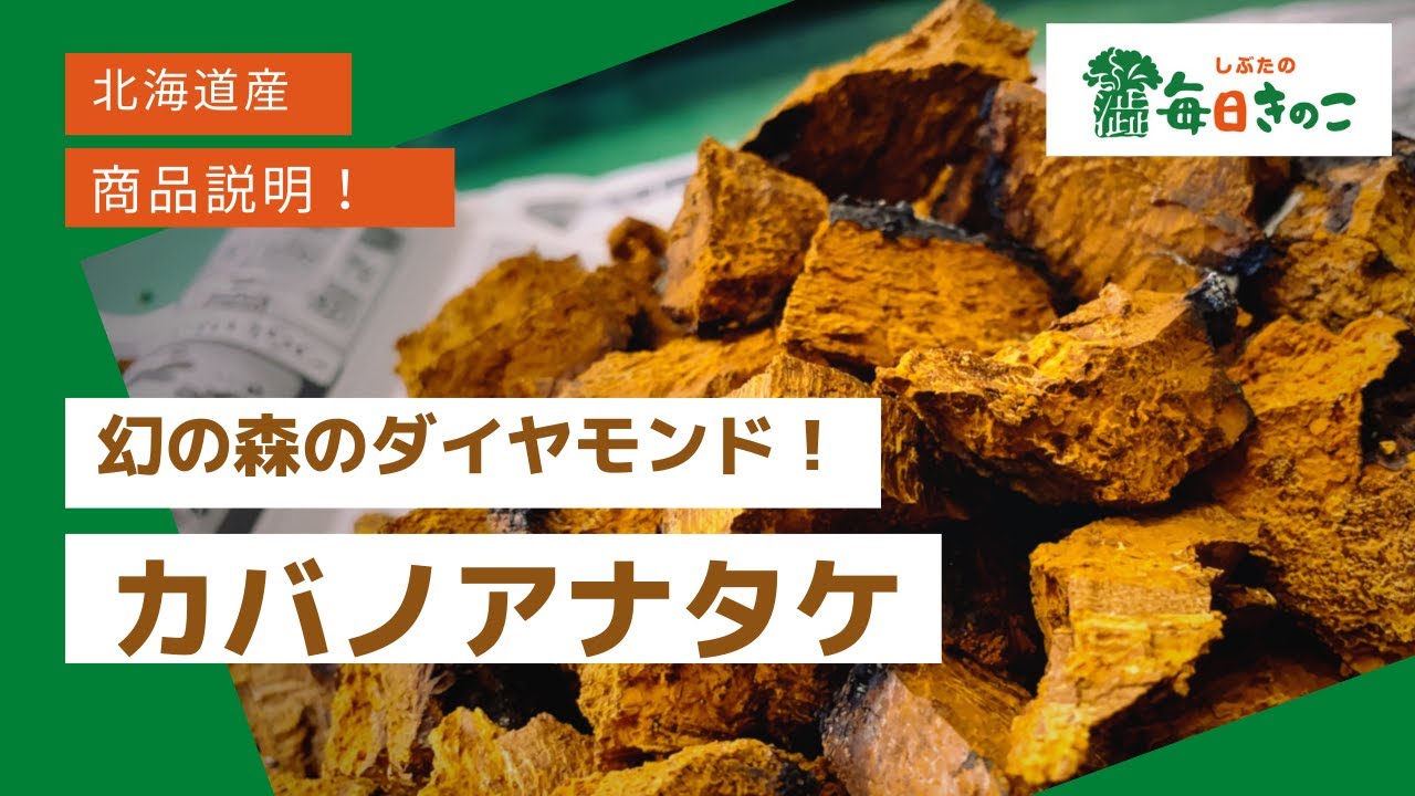 希少【北海道産】天然物カバノアナタケ原体 100g – 渋田きのこ園