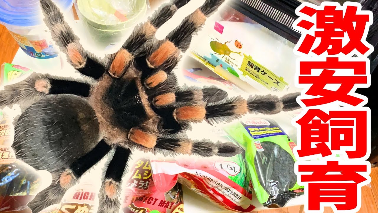 Super easy] How to raise a tarantula using only 100 yen store