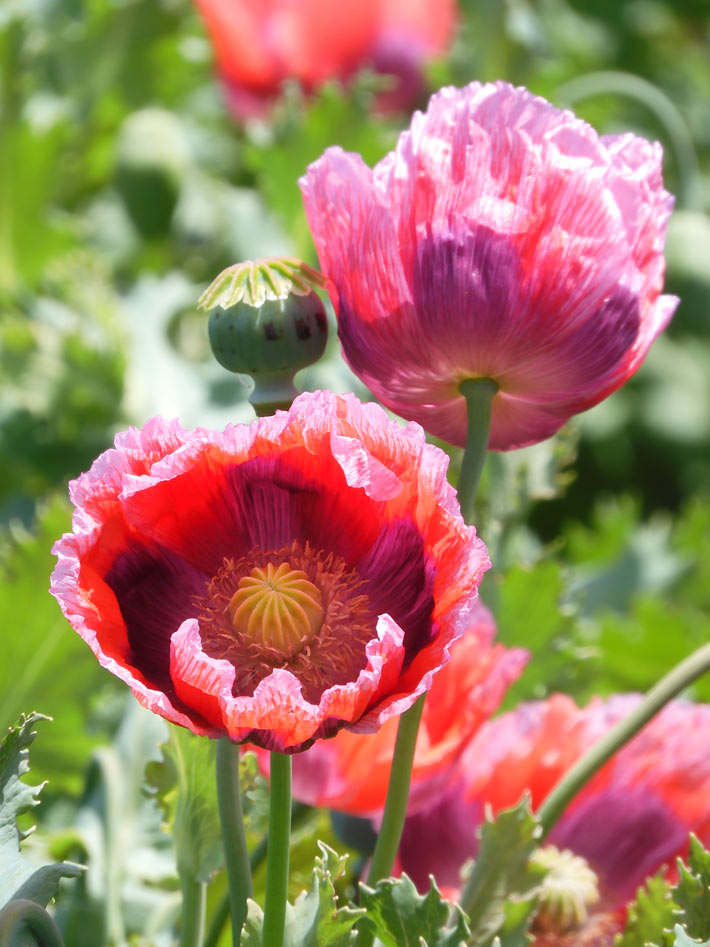東京都薬用植物園 ケシの花 2025 違法なケシとアツミゲシ、合法な