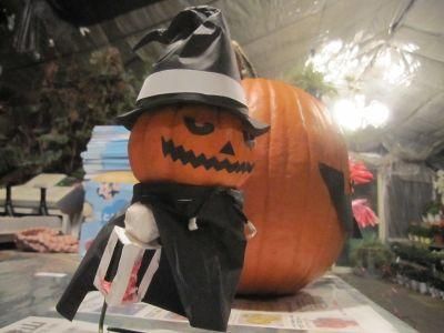 世界一の超巨大種】ハロウィン用かぼちゃ 特大サイズ 花の館厳選採取