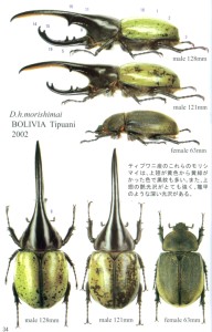 くわがたマガジン18号 ヘラクレス亜種形質比較 - モリシマイ