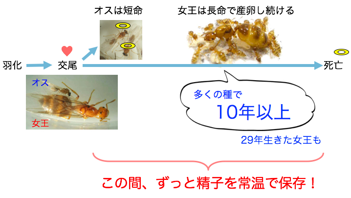 女王アリの精子貯蔵メカニズム | 甲南大学細胞学研究室