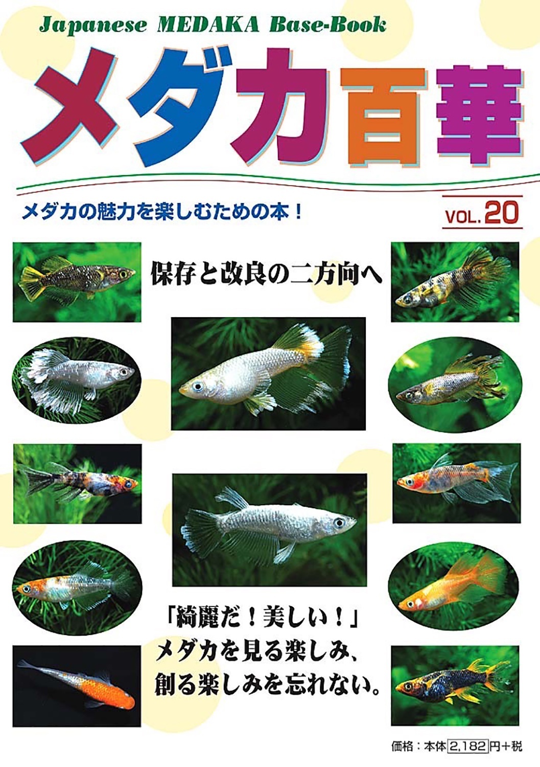 メダカ百華 Vol.20 - 桜めだか