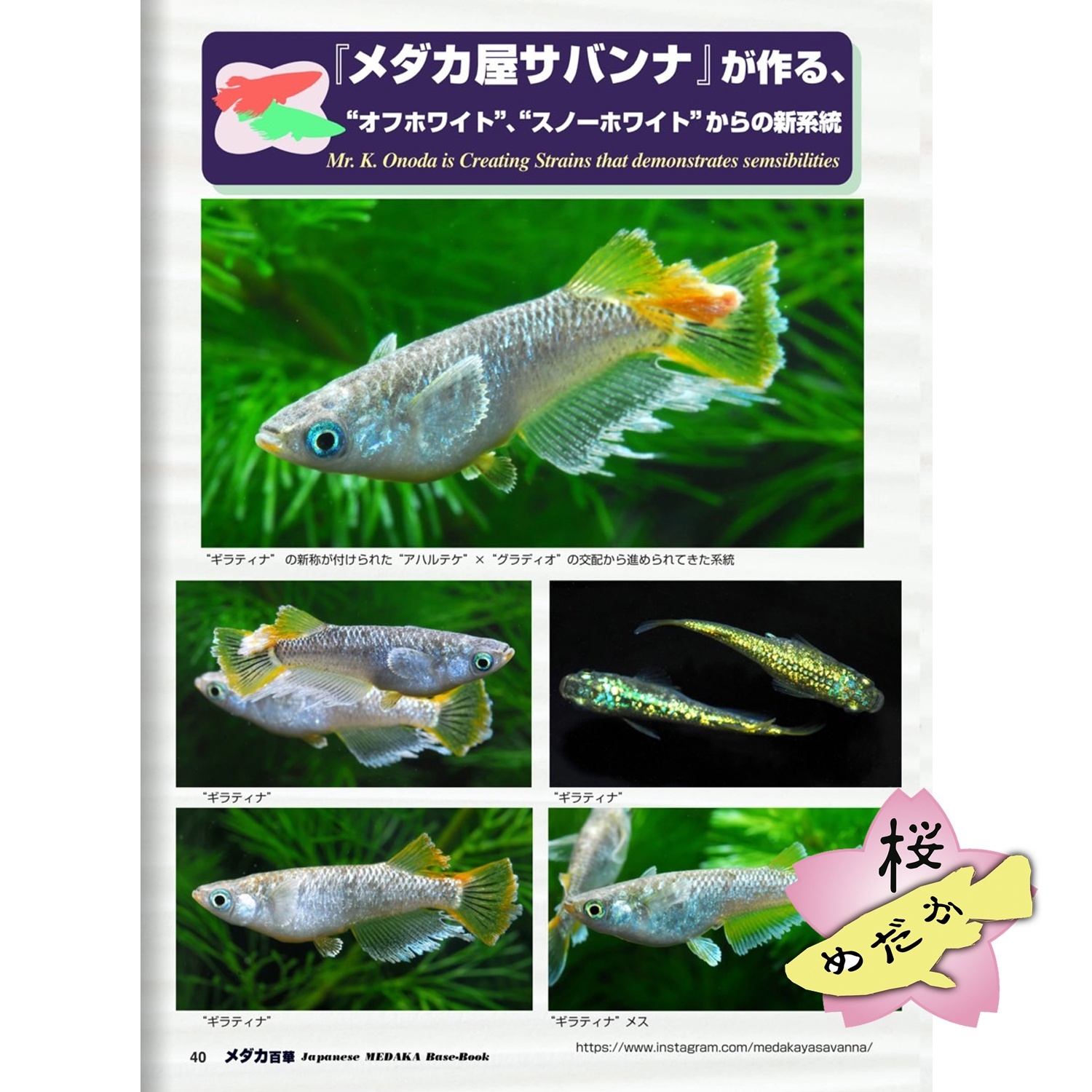 メダカ百華 Vol.20.5（e-bookダウンロード版） - 桜めだか