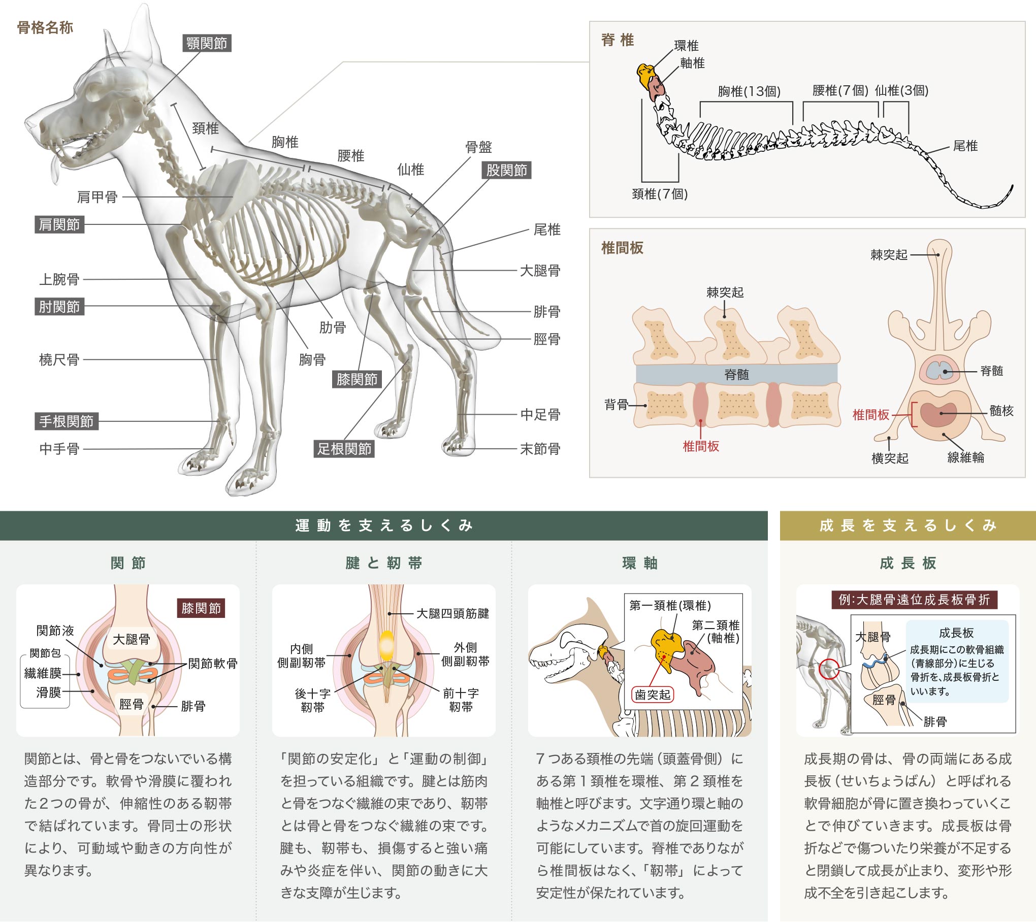 整形外科 | ことう動物病院 | 富山市 動物病院