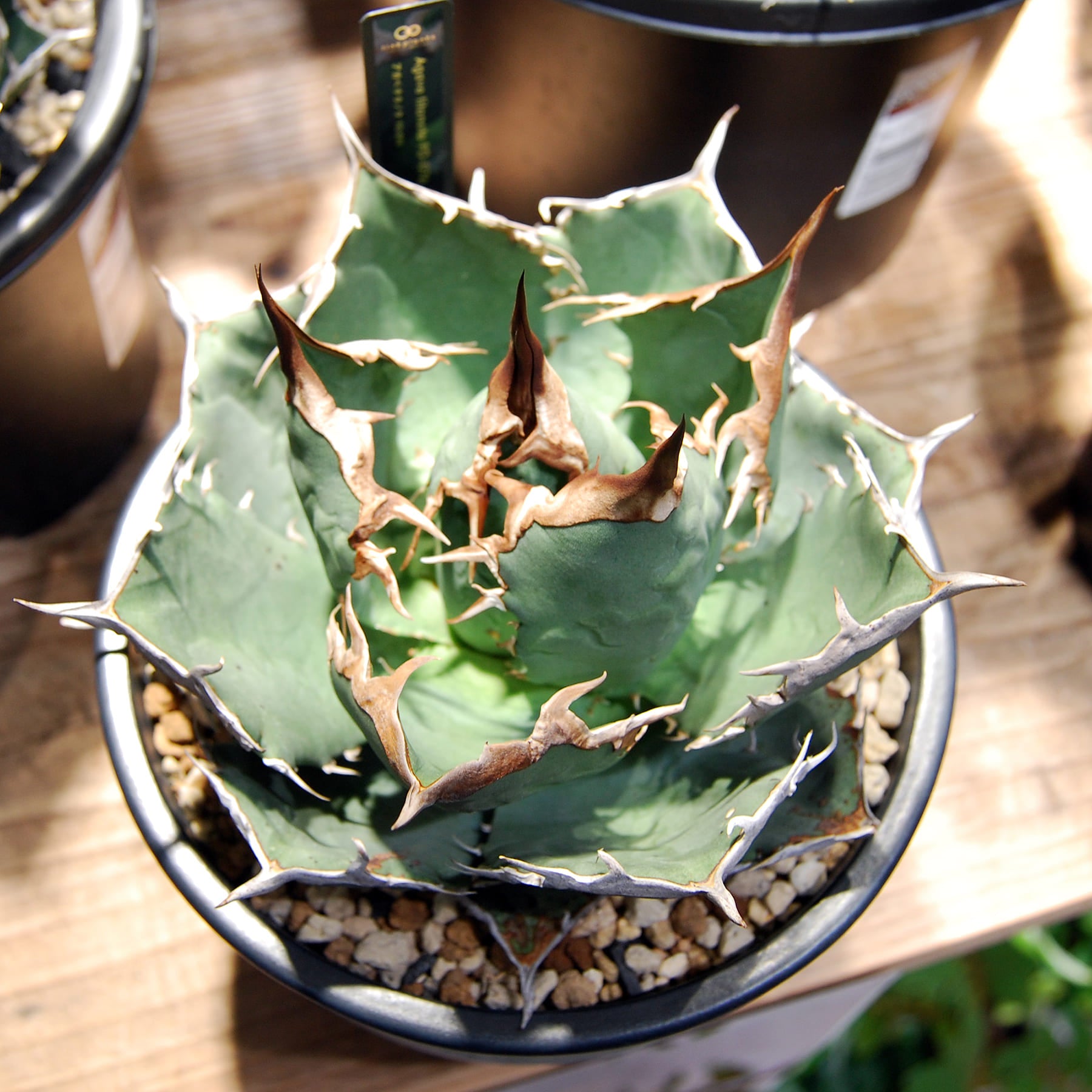 super titanota アガベ スーパーチタノタ cactus green 6 Agave super
