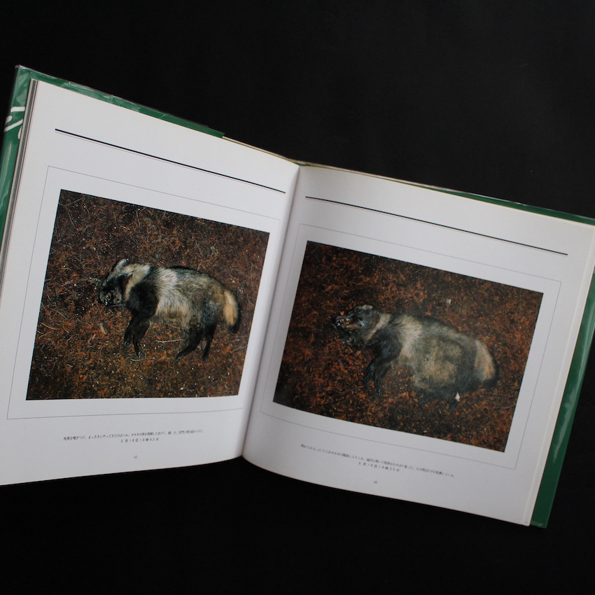 死 / Death in the Nature - 宮崎 学 / Manabu Miyazaki