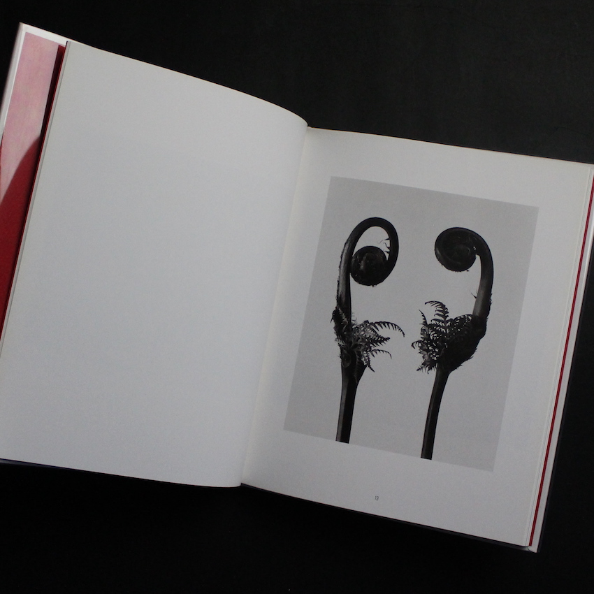 花陰 - 荒木 経惟 / Nobuyoshi Araki