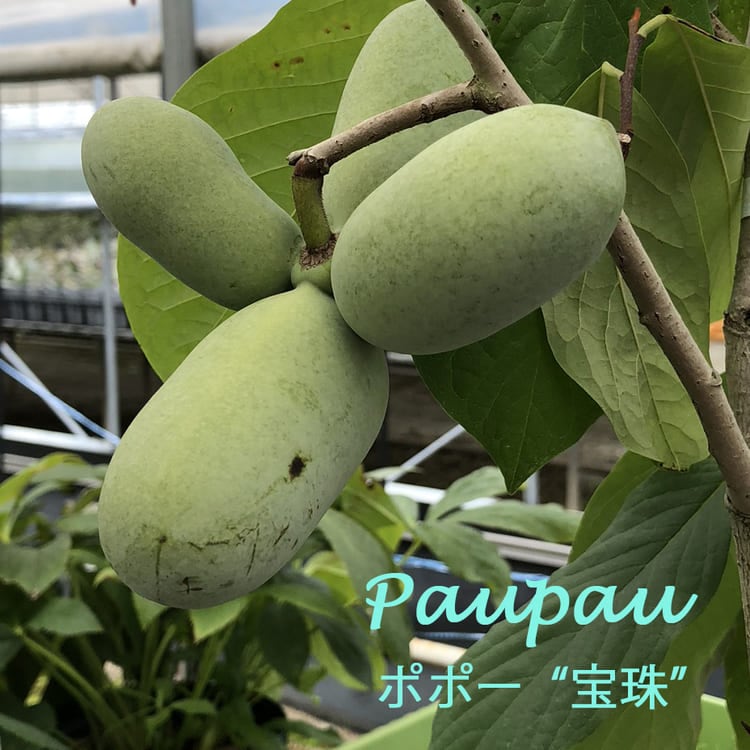 ポポー「宝珠」 接木苗 14cmプラスチック鉢 果樹 通販 greenery