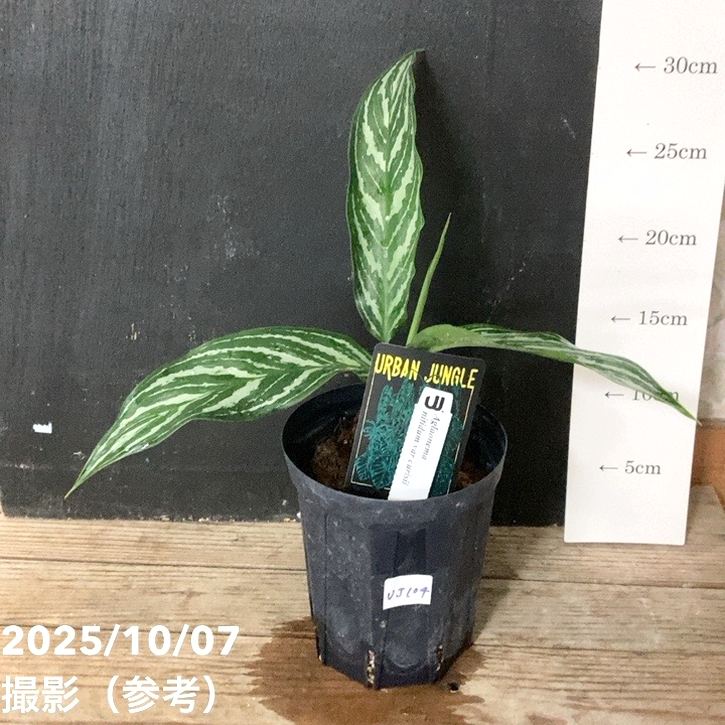 現品お届け】アグラオネマ ニティドゥム カーティシー Aglaonema
