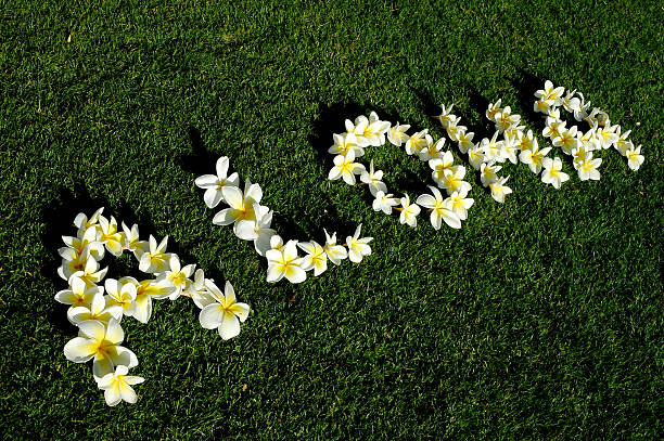 aloha-from-hawaii.jpg?s=