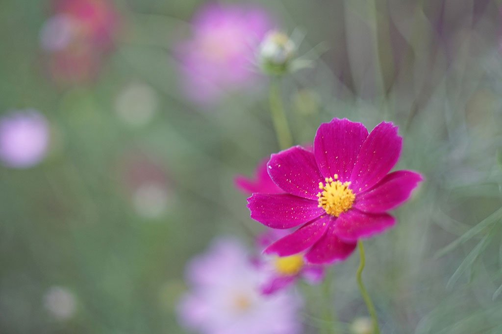Amazon.co.jp: ※オールドレンズ※HELIOS-44-2 58mm/f2 M42マウント