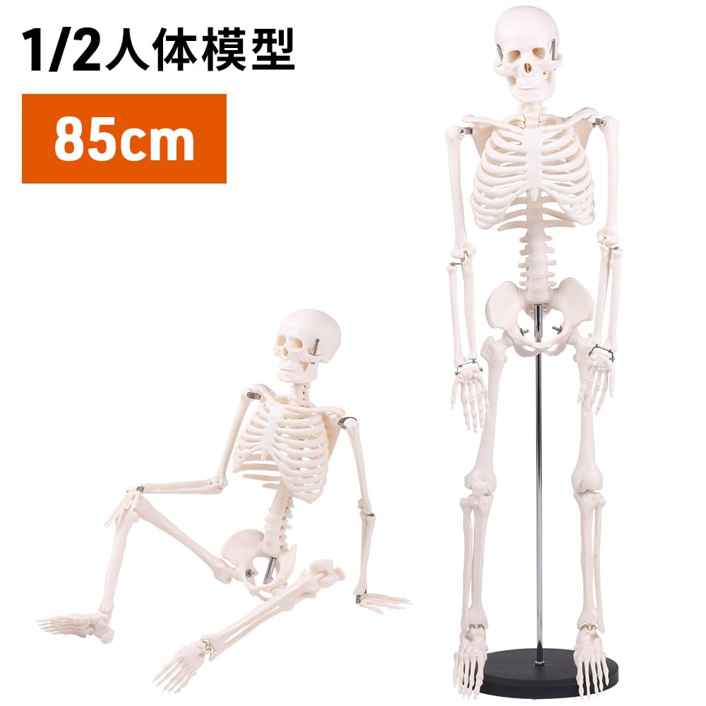 Amazon.co.jp: Bonarca 人体模型 骨 【1/2サイズ：85cm】 全身 骸骨