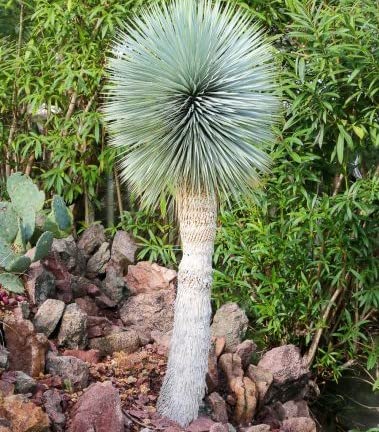 Amazon | 【種子】Yucca Rostrata ◇ユッカ・ロストラータ◎ブルー