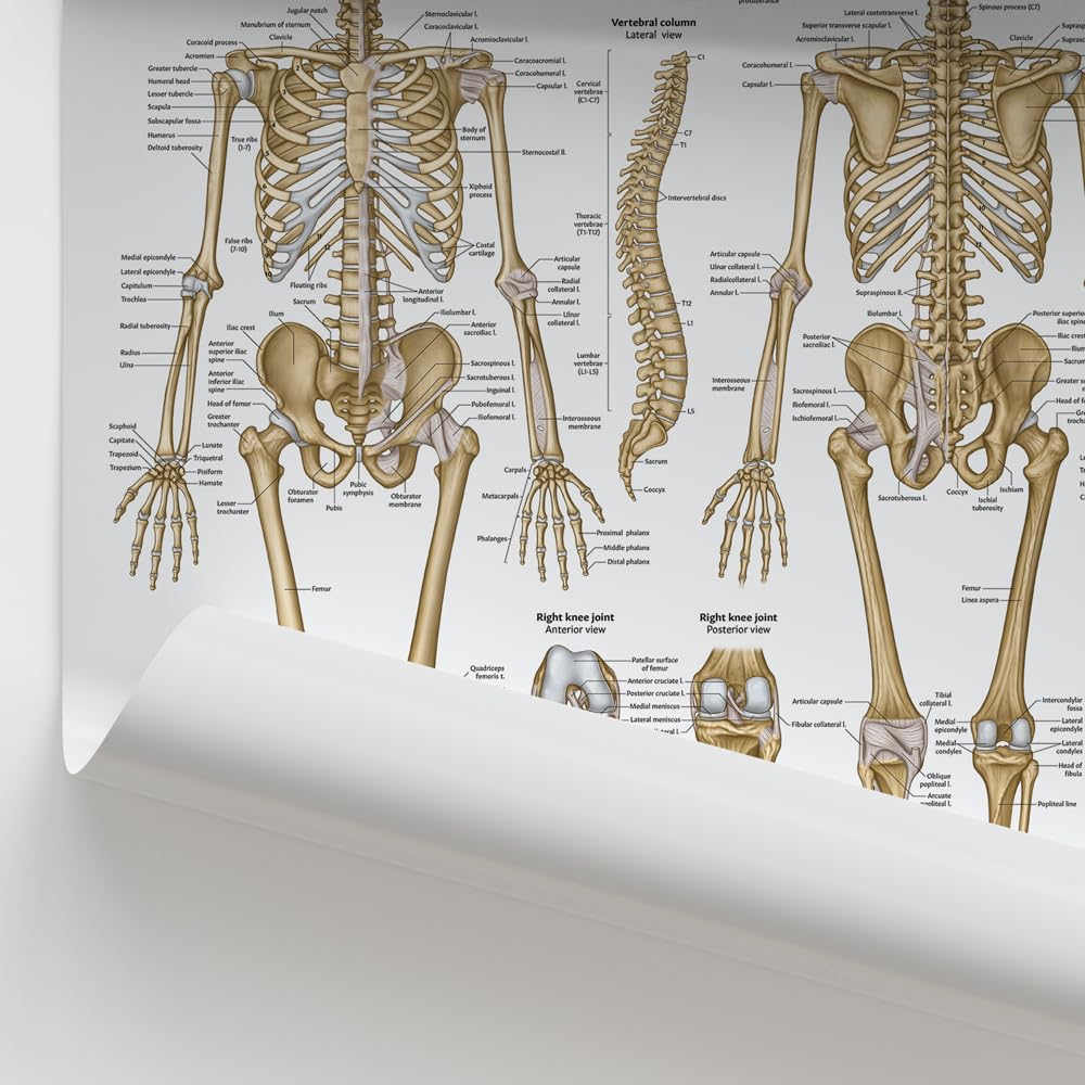Amazon.co.jp: AnatomyStuff 2パック 筋肉と骨格の解剖学ポスター