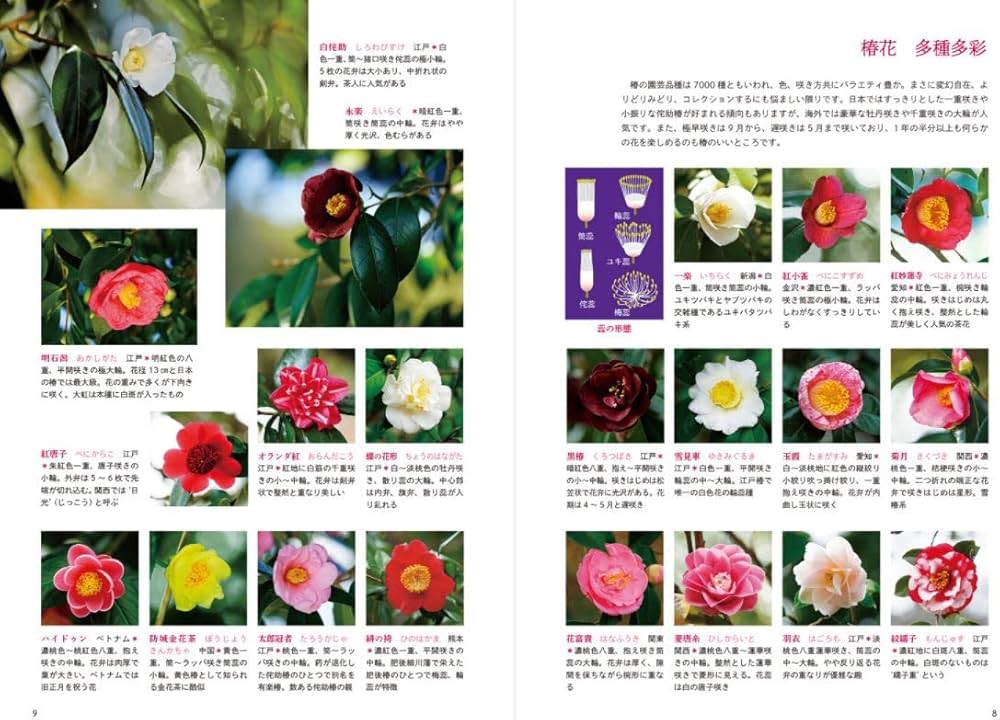 趣味の山野草1月号 | 株式会社栃の葉書房, 株式会社栃の葉書房, 株式