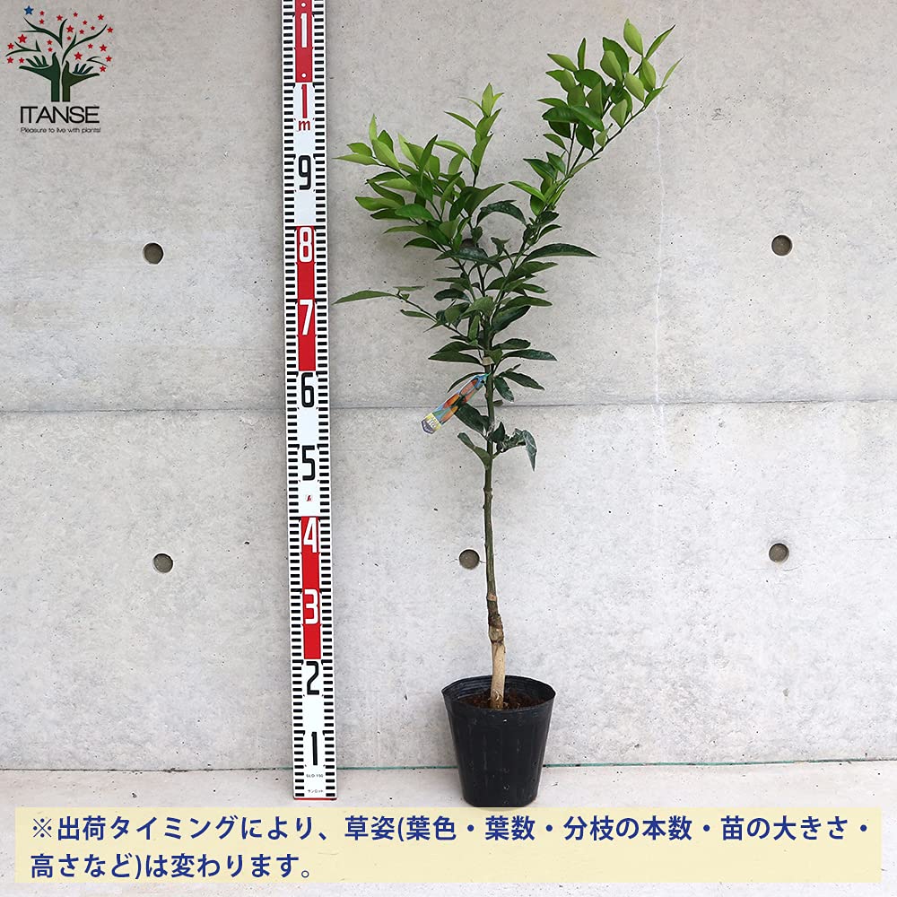 Amazon.co.jp: みかんの苗 紀州種無し小みかん(品種：無核紀州)【品種