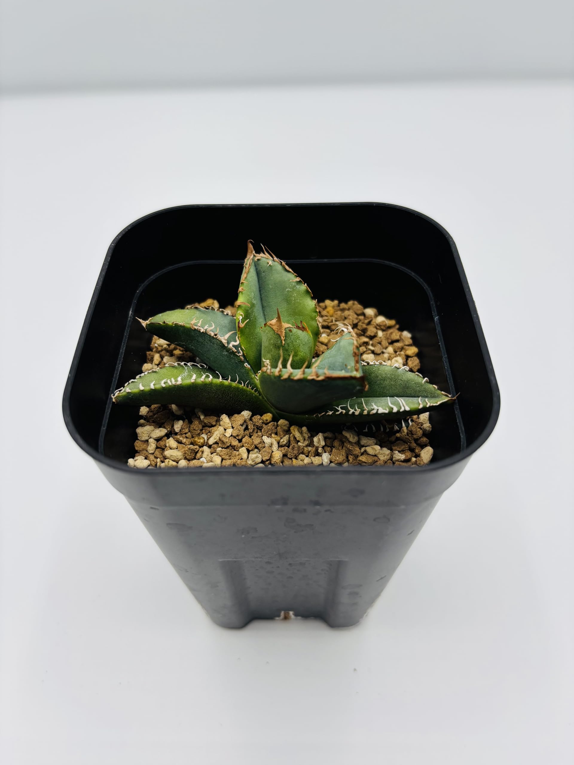 Amazon｜アガベ チタノタ 麻花龍/Agave titanota 'Ma Hua Long'/観葉