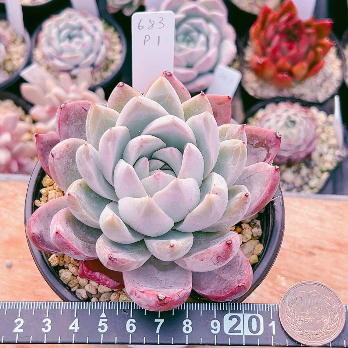 Amazon.co.jp: D！！多肉植物 ピンクシャイニング 特大 レア苗 韓国苗