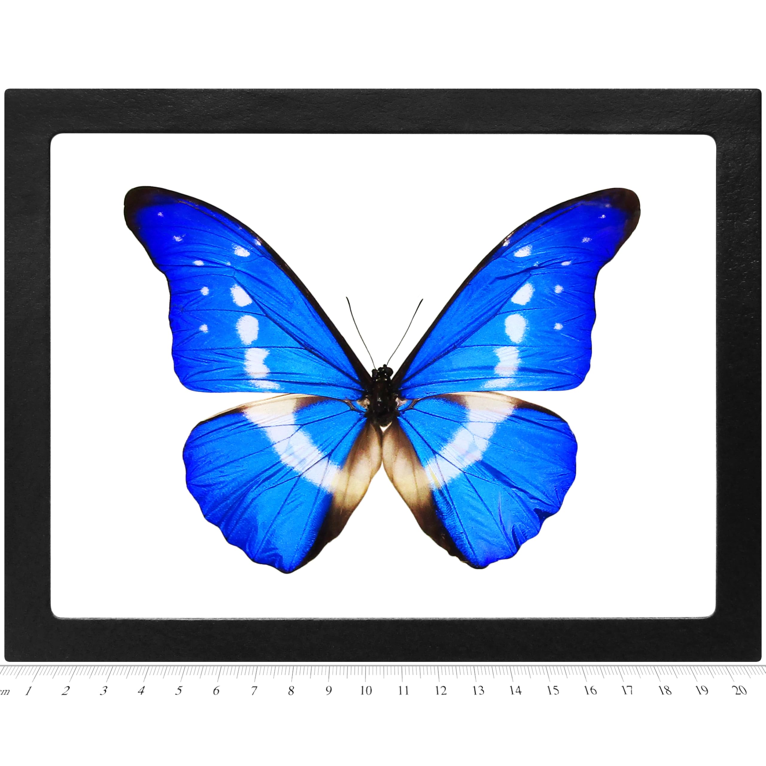 Amazon.com: BicBugs Morpho helena REAL MARIPOSA MARIPOSA AZUL