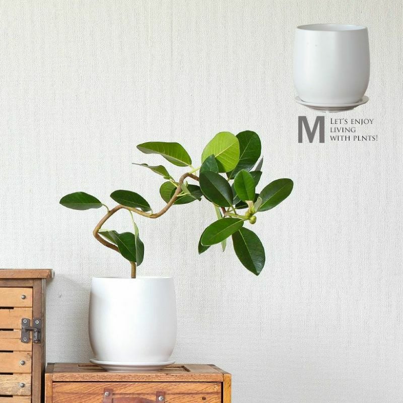 陶器やセメント素材の植木鉢72種｜小さめでおしゃれな鉢が豊富！