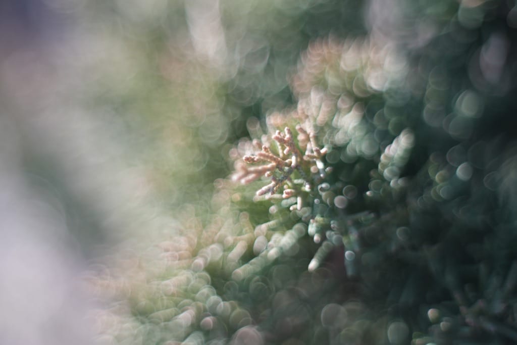 Oreston 50mm f1.8前期 M42 レビュー作例 クセ玉オールドレンズ