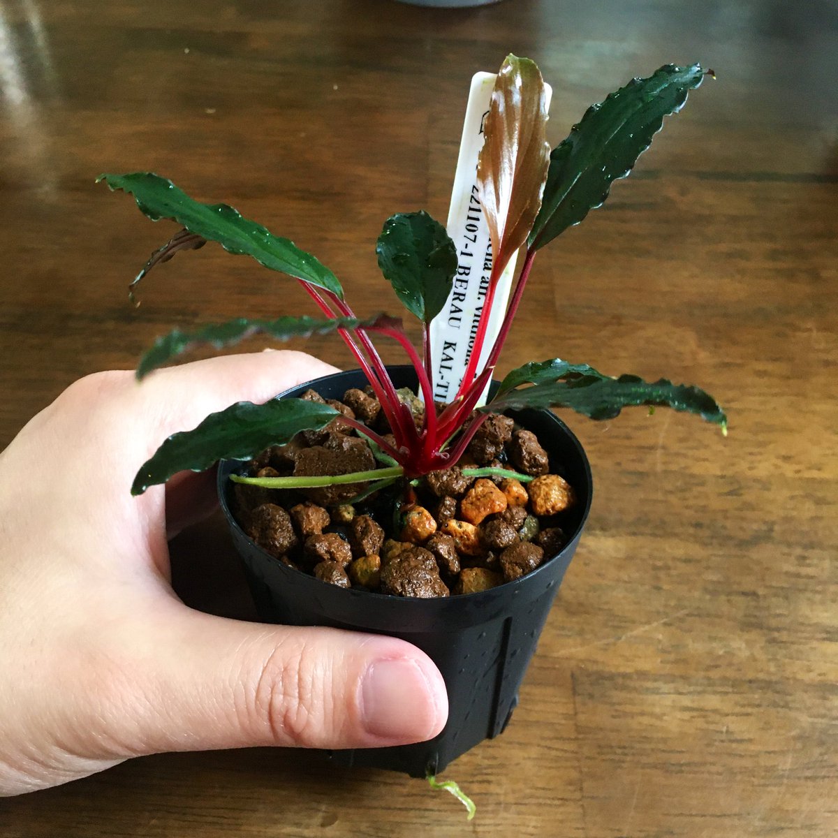 Homalomena aff. vittifolia 