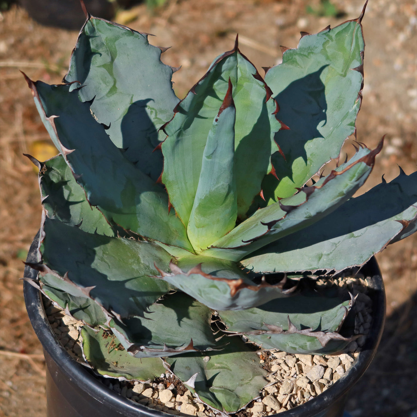 Buy Agave Titanota Black and Blue Plant Online | Planet Desert