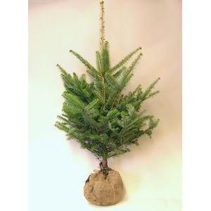 楽天市場】モミの木 【もみの木高さ150cm】 クリスマスツリーに最適