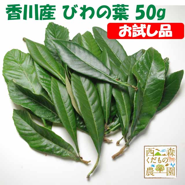 楽天市場】＼自然療法・びわの葉療法に／早期発送【送料無料】香川産