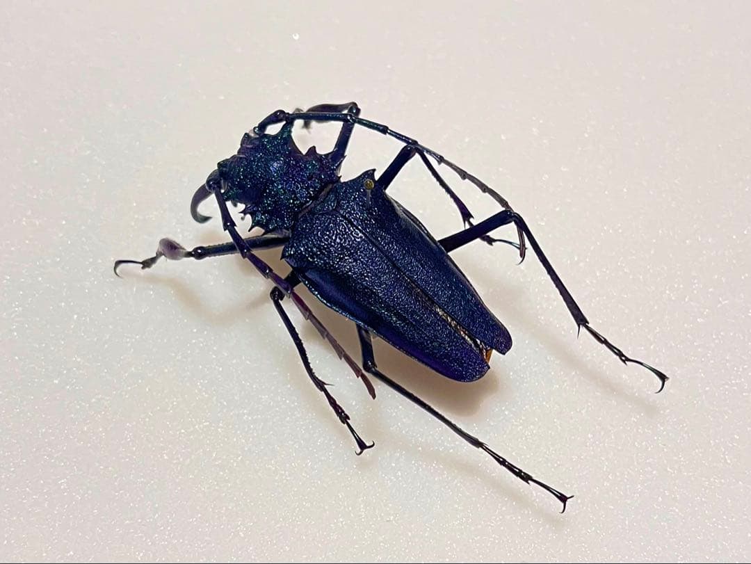 非常に美しいブルー系のキンオニルリカミキリ 標本 カミキリ ラミーカミキリ・・・美しい水色と個性豊かにあしらう黒色の模様