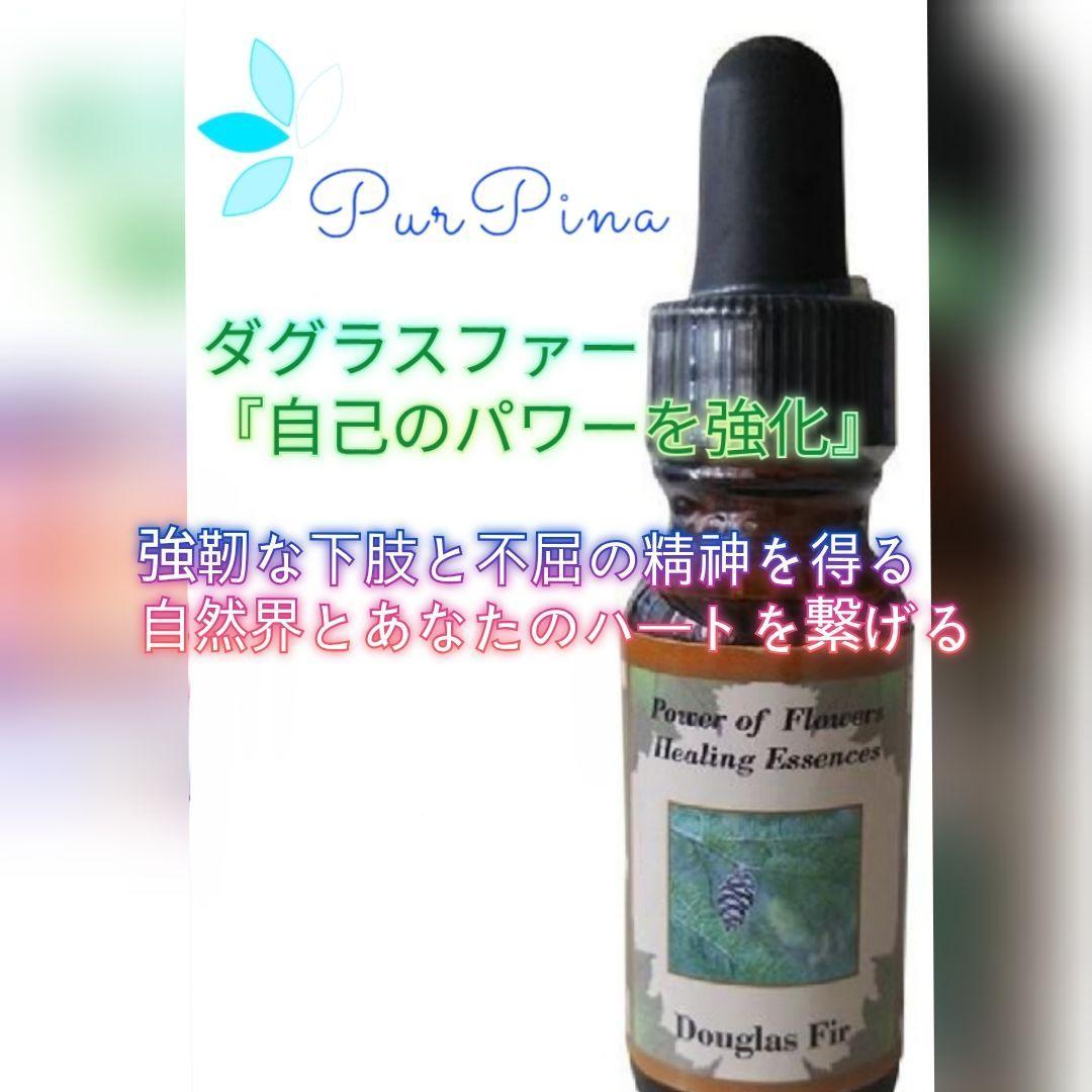 【予約品】ダグラスファー　パワーオブフラワーヒーリング フラワーエッセンス 楽天市場】ダグラスファー《パワーオブフラワーヒーリングエッセンス