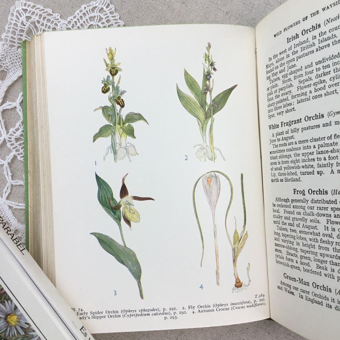 植物図鑑 古書 アンティーク洋書 Wild Flowers ボタニカル - メルカリ