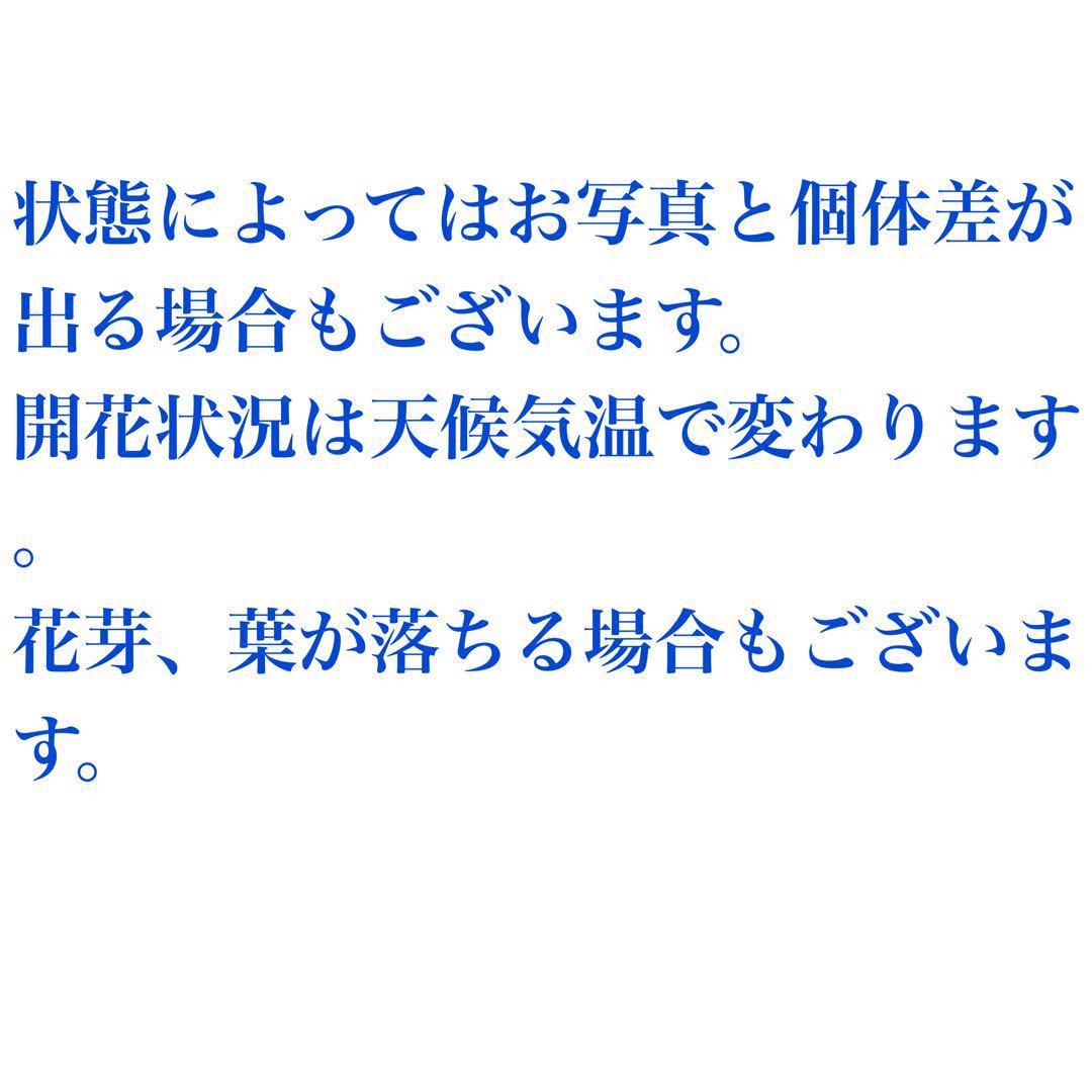 幹が太く根もしっかり張ってるプロテア・ポッサムマジック4輪咲き